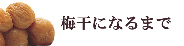 梅干し,梅,青梅,梅肉エキス,紀州南高梅干通販の専門店 - 深見梅店 - 梅干ができるまで